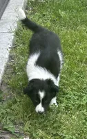 Abbie pending, a female Border Collie for sale in Winamac, IN – 4 of 10