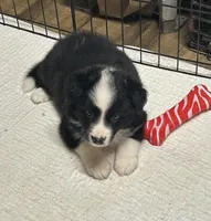 Bo, a male Border Collie for sale in Winamac, IN – 2 of 9