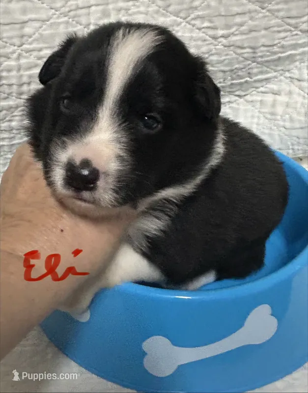 Eli – Border Collie puppy for sale in Winamac, IN