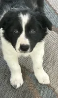 Abbie pending, a female Border Collie for sale in Winamac, IN – 10 of 10