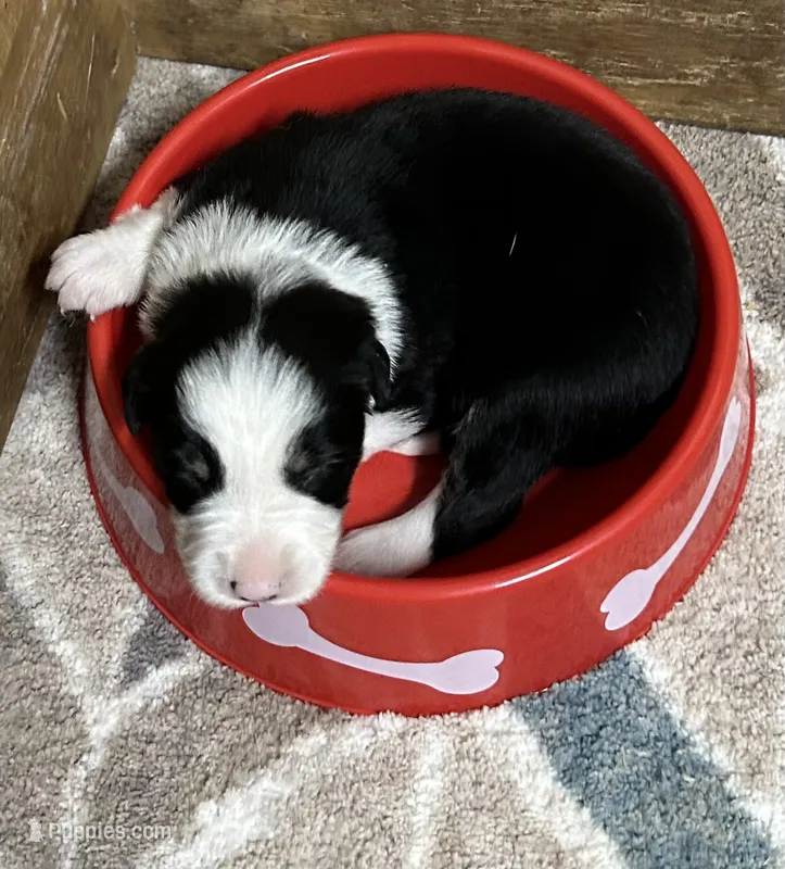 Jake – Border Collie puppy for sale in Winamac, IN
