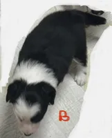 Bonnie , a female Border Collie for sale in Winamac, IN – 2 of 4