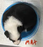 Max, a male Border Collie for sale in Winamac, IN – 4 of 8