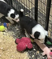 Polly, a female Border Collie for sale in Winamac, IN – 2 of 7