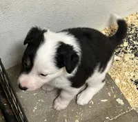 Max, a male Border Collie for sale in Winamac, IN – 8 of 10
