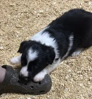 Abbie , a female Border Collie for sale in Winamac, IN – 4 of 4