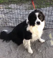 Eve, a female Border Collie for sale in Winamac, IN – 7 of 8