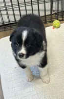 Eli, a male Border Collie for sale in Winamac, IN – 2 of 7