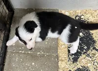 Max, a male Border Collie for sale in Winamac, IN – 4 of 10