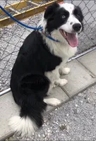 Bo, a male Border Collie for sale in Winamac, IN – 9 of 9