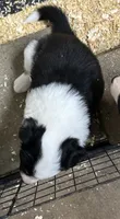 Max, a male Border Collie for sale in Winamac, IN – 3 of 10