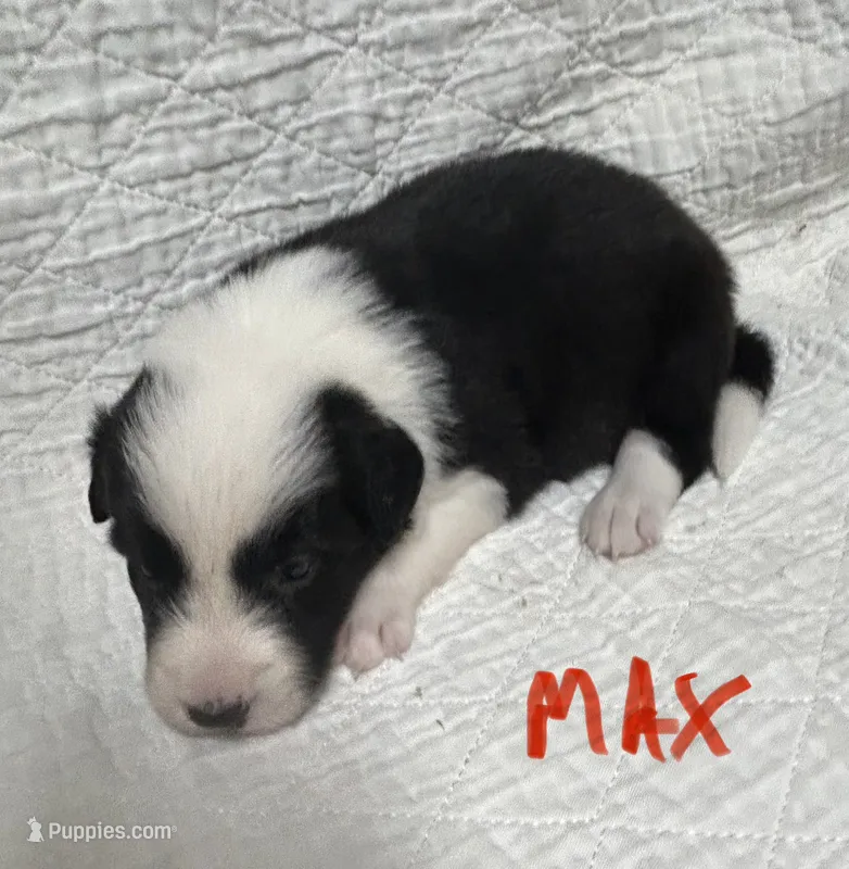 Max – Border Collie puppy for sale in Winamac, IN