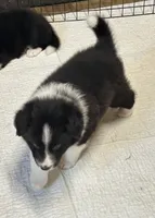 Eli, a male Border Collie for sale in Winamac, IN – 3 of 7
