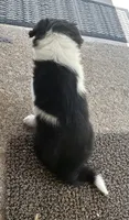 Abbie pending, a female Border Collie for sale in Winamac, IN – 6 of 10