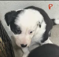 Polly, a female Border Collie for sale in Winamac, IN – 4 of 7