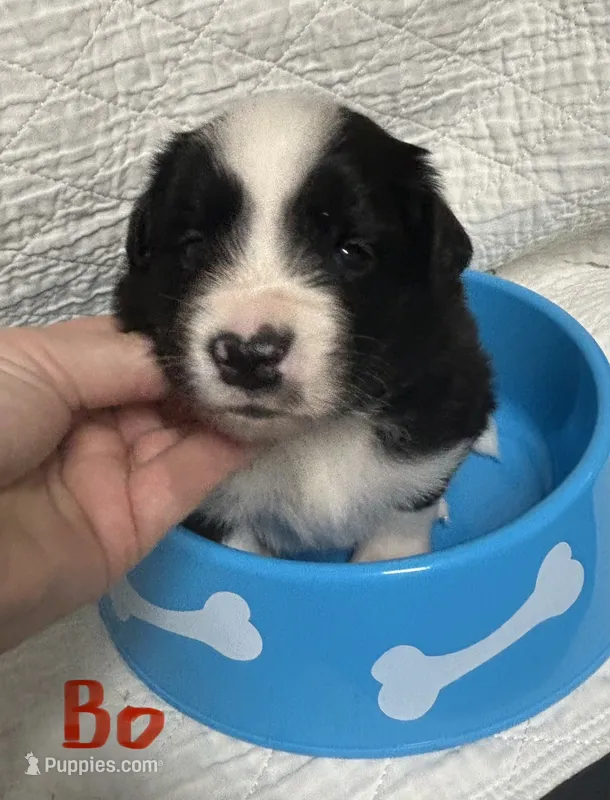 Bo – Border Collie puppy for sale in Winamac, IN