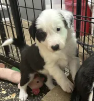 Polly, a female Border Collie for sale in Winamac, IN – 3 of 7