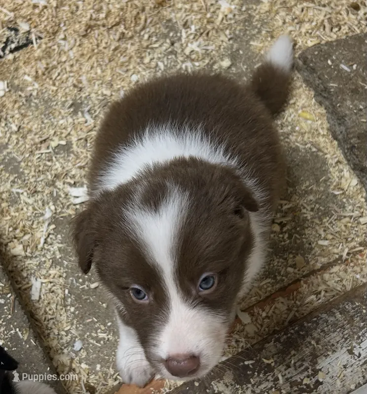 Eve – Border Collie puppy for sale in Winamac, IN