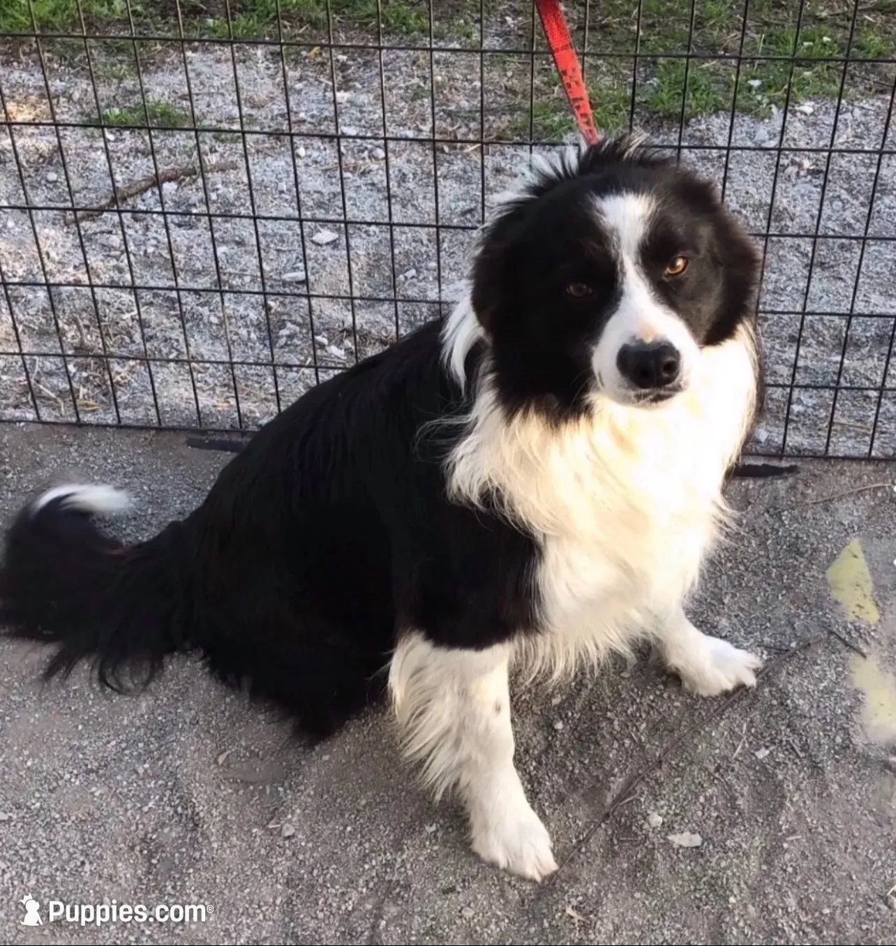 Jake, a male Border Collie for sale in Winamac, IN – 4 of 5