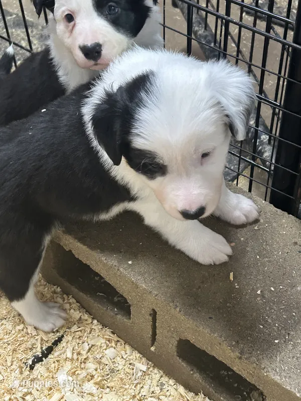 Polly – Border Collie puppy for sale in Winamac, IN