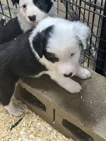 Polly, a female Border Collie for sale in Winamac, IN – 1 of 7