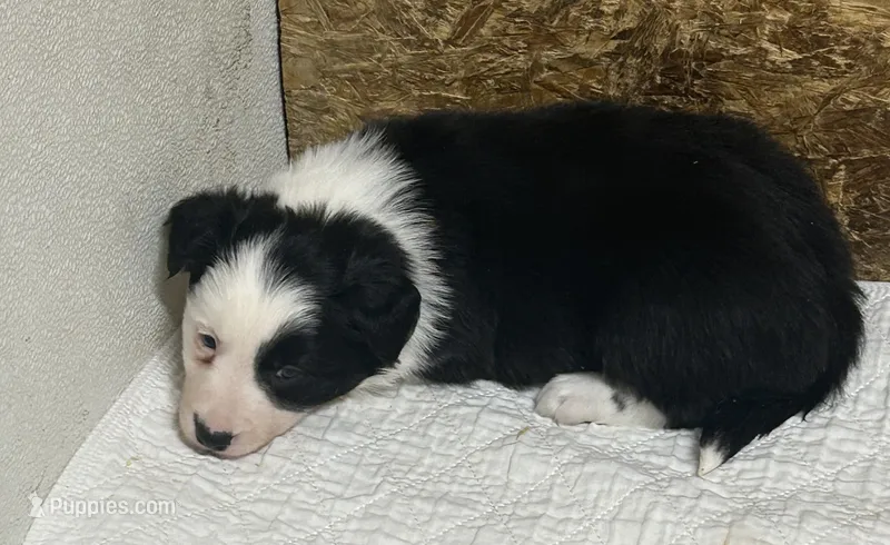 Bonnie  – Border Collie puppy for sale in Winamac, IN