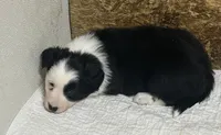 Bonnie , a female Border Collie for sale in Winamac, IN – 1 of 4