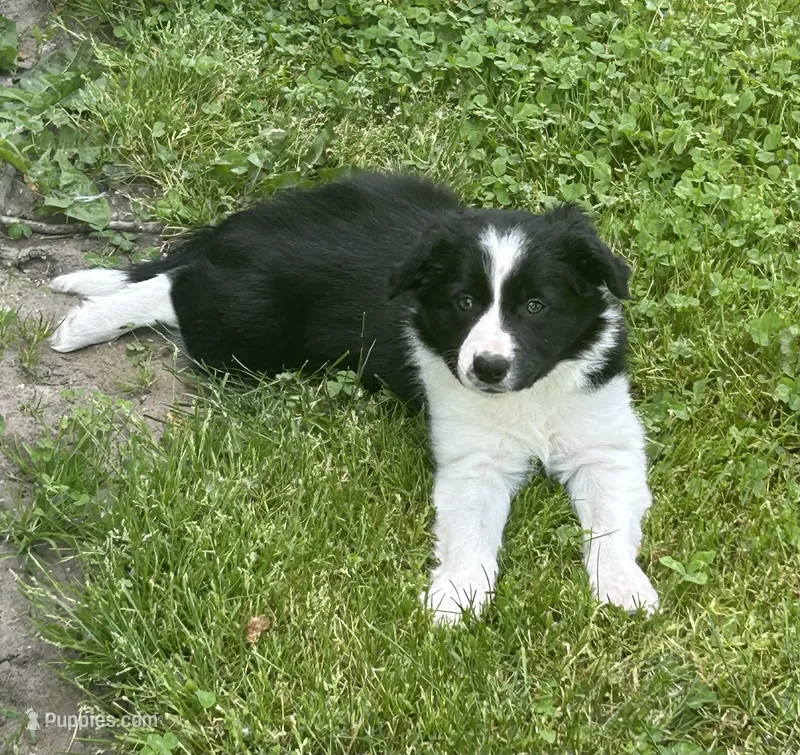 Abbie  – Border Collie puppy for sale in Winamac, IN
