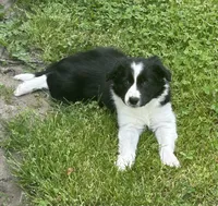 Abbie pending, a female Border Collie for sale in Winamac, IN – 1 of 10