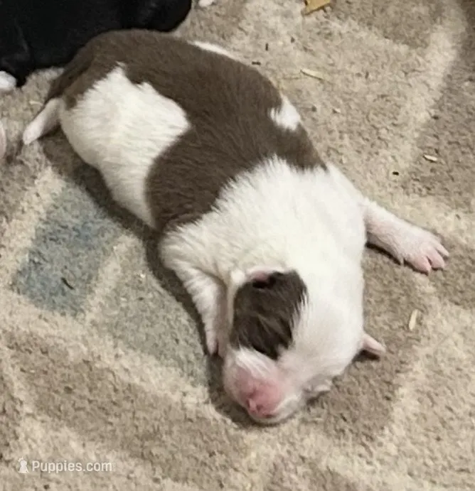Sean – Border Collie puppy for sale in Winamac, IN