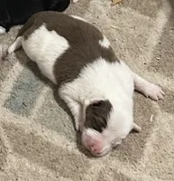 Sean, a male Border Collie for sale in Winamac, IN – 1 of 5