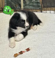 Bo, a male Border Collie for sale in Winamac, IN – 4 of 9