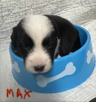 Max, a male Border Collie for sale in Winamac, IN – 2 of 8
