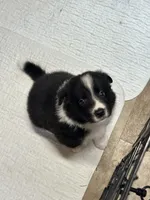 Eli, a male Border Collie for sale in Winamac, IN – 4 of 7