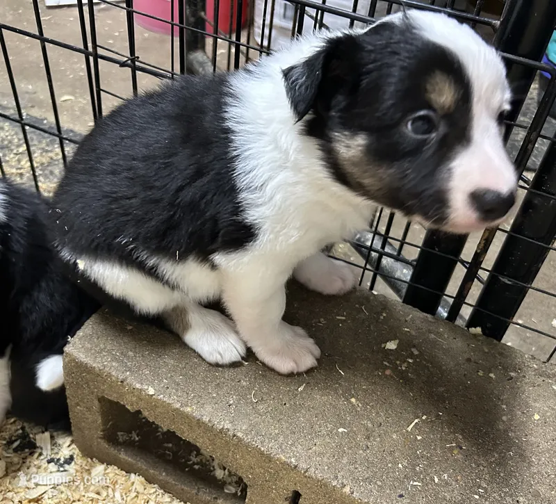 Max – Border Collie puppy on hold in Winamac, IN