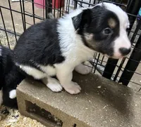Max, a male Border Collie for sale in Winamac, IN – 1 of 10