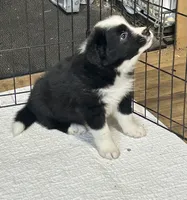 Bo, a male Border Collie for sale in Winamac, IN – 3 of 9
