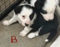 Bonnie , a female Border Collie for sale in Winamac, IN – 4 of 4