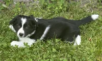 Abbie pending, a female Border Collie for sale in Winamac, IN – 2 of 10