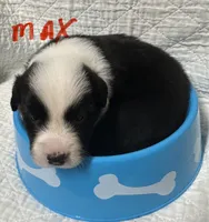 Max, a male Border Collie for sale in Winamac, IN – 5 of 8