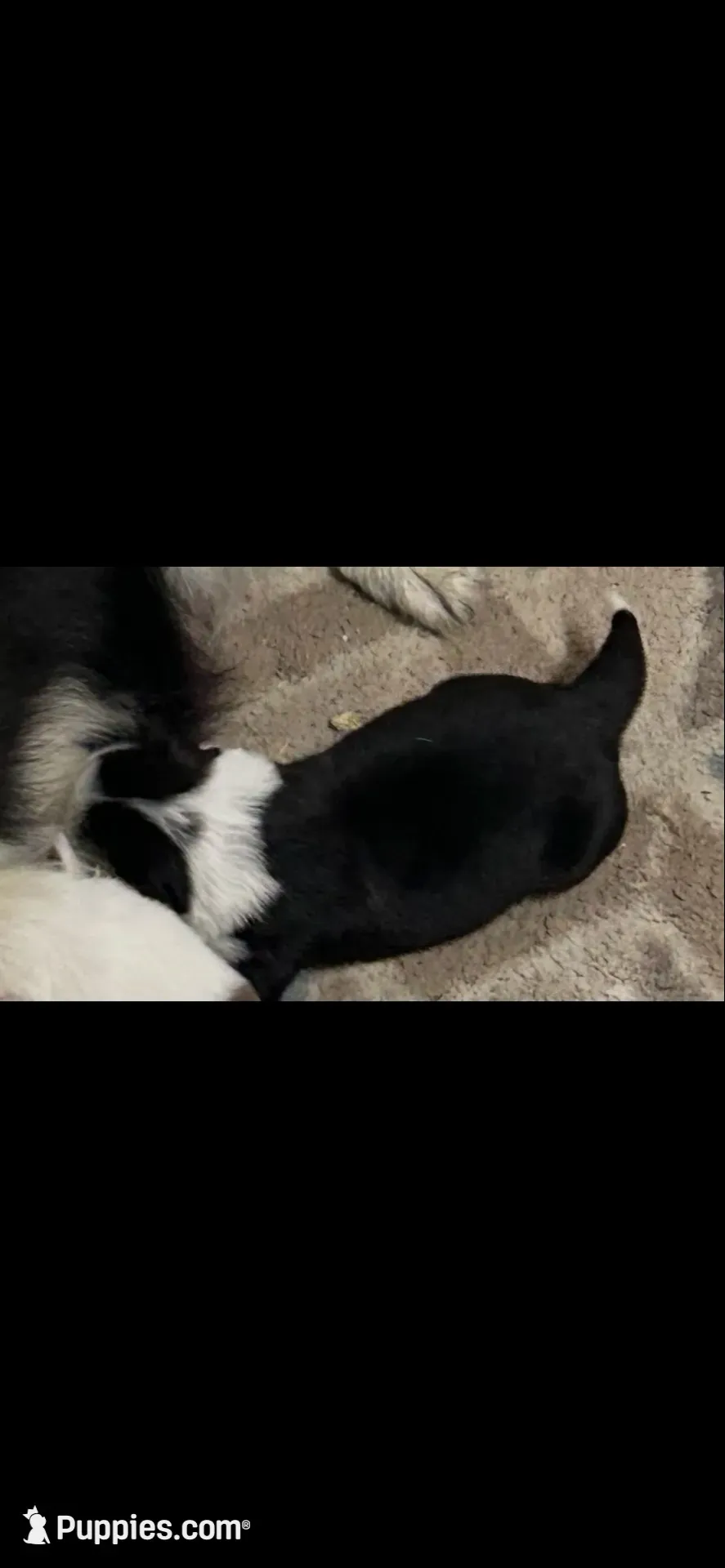 Jake, a male Border Collie for sale in Winamac, IN – 3 of 5