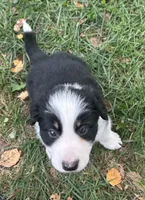 Jake, a male Border Collie for sale in Winamac, IN – 4 of 6
