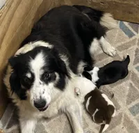 Sean, a male Border Collie for sale in Winamac, IN – 5 of 5