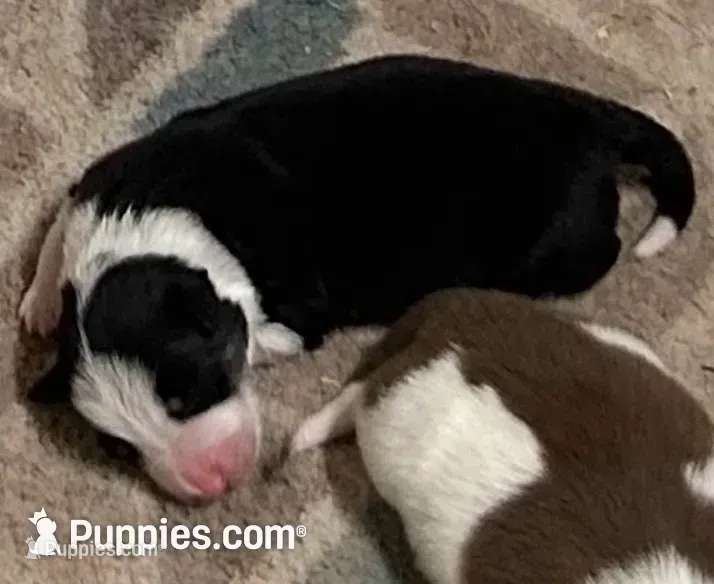 Jake – Border Collie puppy for sale in Winamac, IN