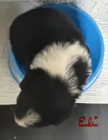 Eli, a male Border Collie for sale in Winamac, IN – 4 of 8
