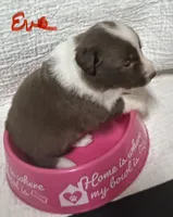 Eve, a female Border Collie for sale in Winamac, IN – 2 of 8