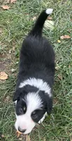 Jake, a male Border Collie for sale in Winamac, IN – 2 of 6