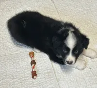 Bo, a male Border Collie for sale in Winamac, IN – 5 of 9