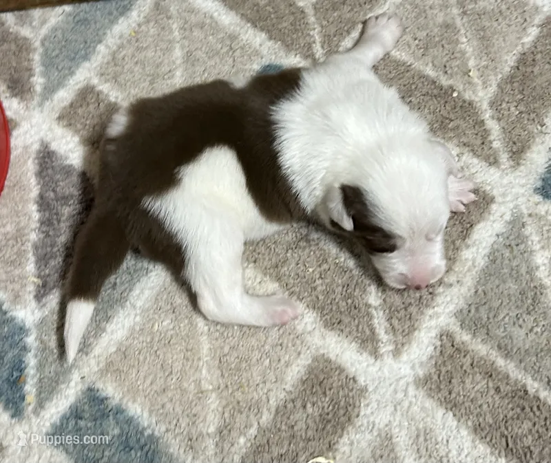 Sean – Border Collie puppy for sale in Winamac, IN