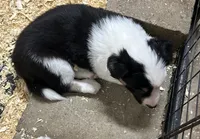 Max, a male Border Collie for sale in Winamac, IN – 6 of 10